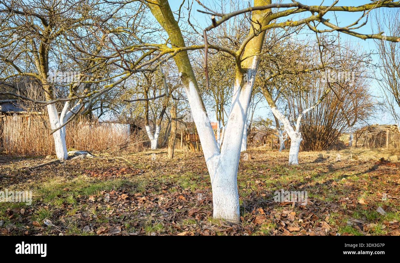 Limewashed fruit trees in an orchard. Stock Photo