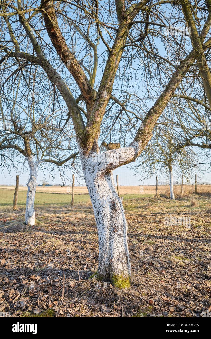 Limewashed fruit trees in an orchard. Stock Photo