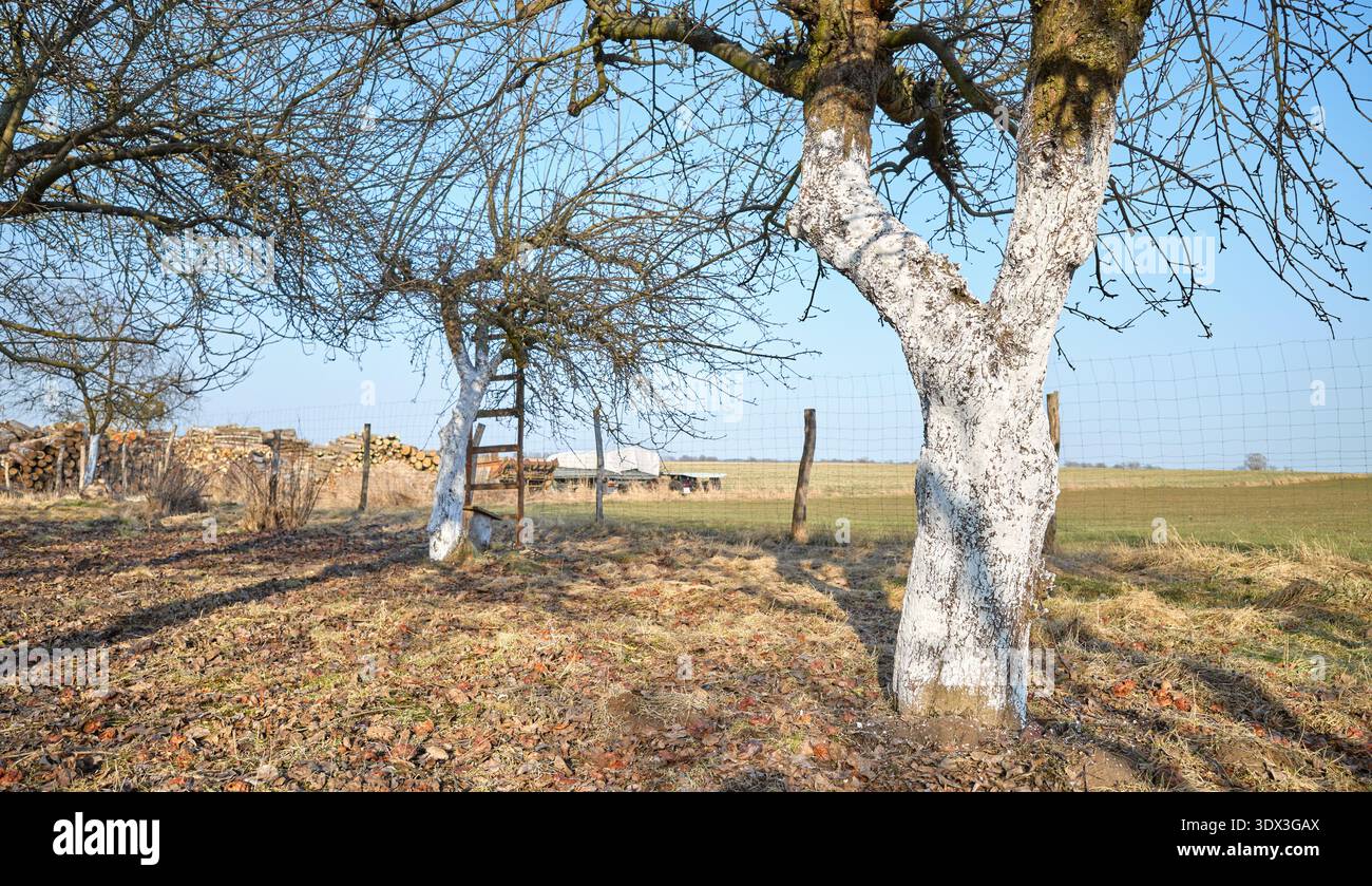 Limewashed fruit trees in an orchard. Stock Photo