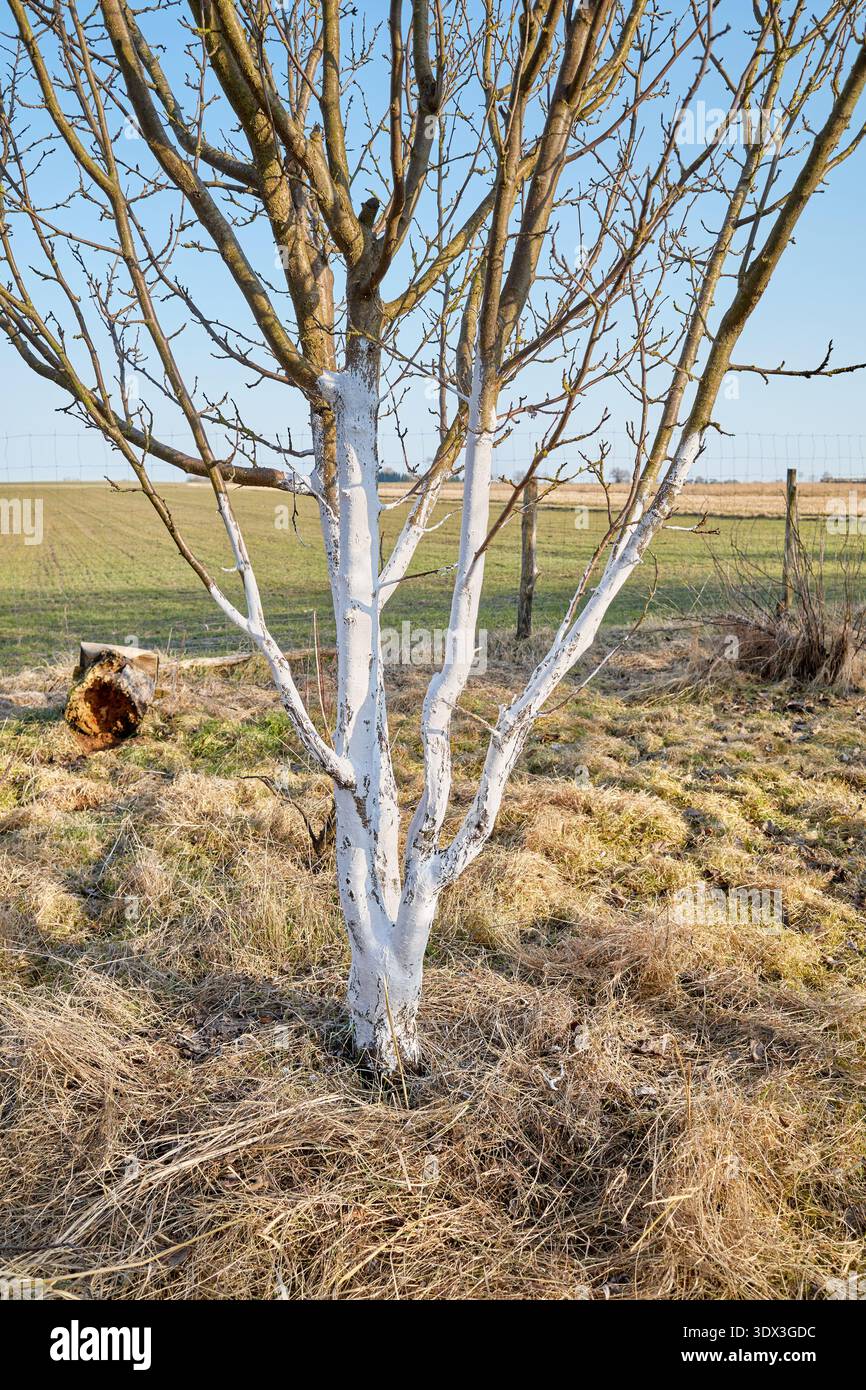 Limewashed fruit tree in an orchard. Stock Photo