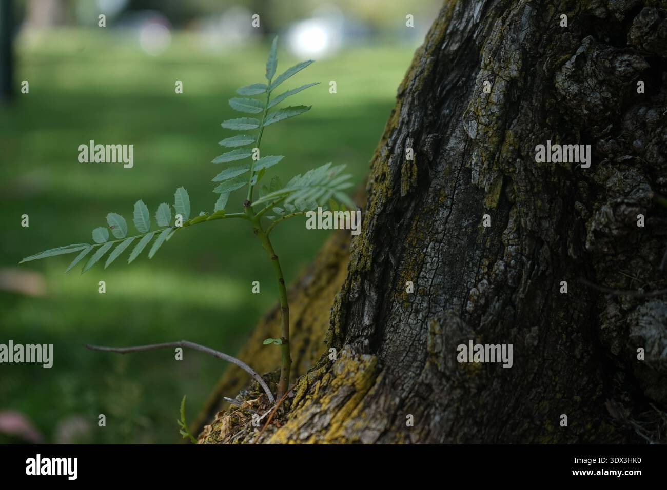 swan様 確認用画像 Swan identification hi-res stock photography and images - Alamy