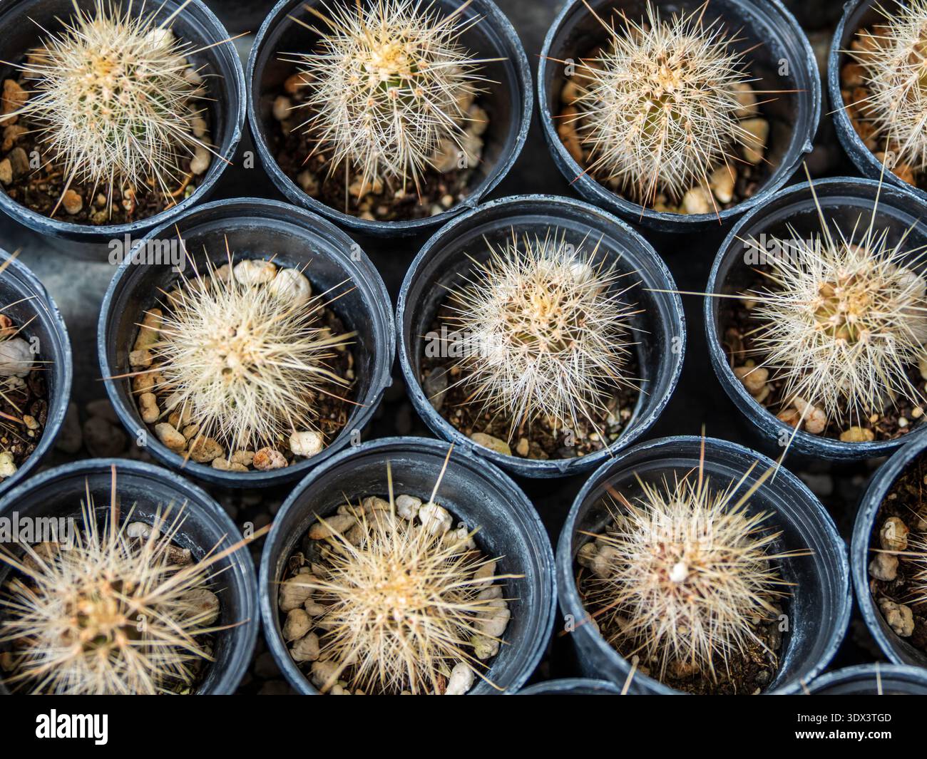Bravard hi-res stock photography and images - Alamy