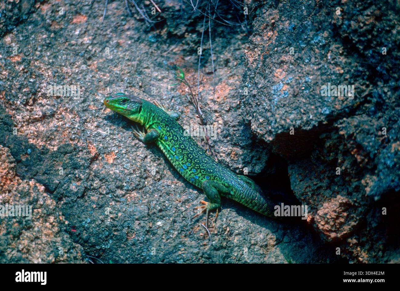 Ocellated Lizard, Timon lepidus. Sunbathing on rocky wall Stock Photo