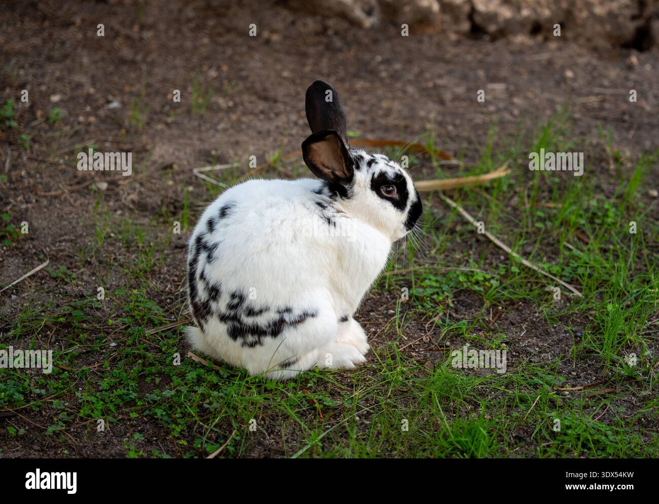 Spotted rabbit sitting on dirt and grass Stock Photo