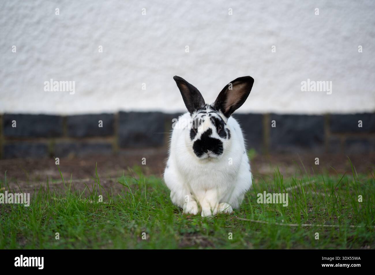 Black and white rabbit sitting on grass Stock Photo