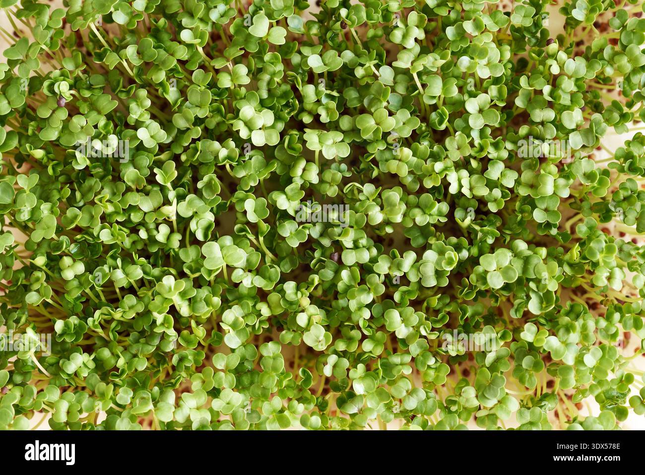 Homegrown broccoli sprouts or microgreens, closeup Stock Photo