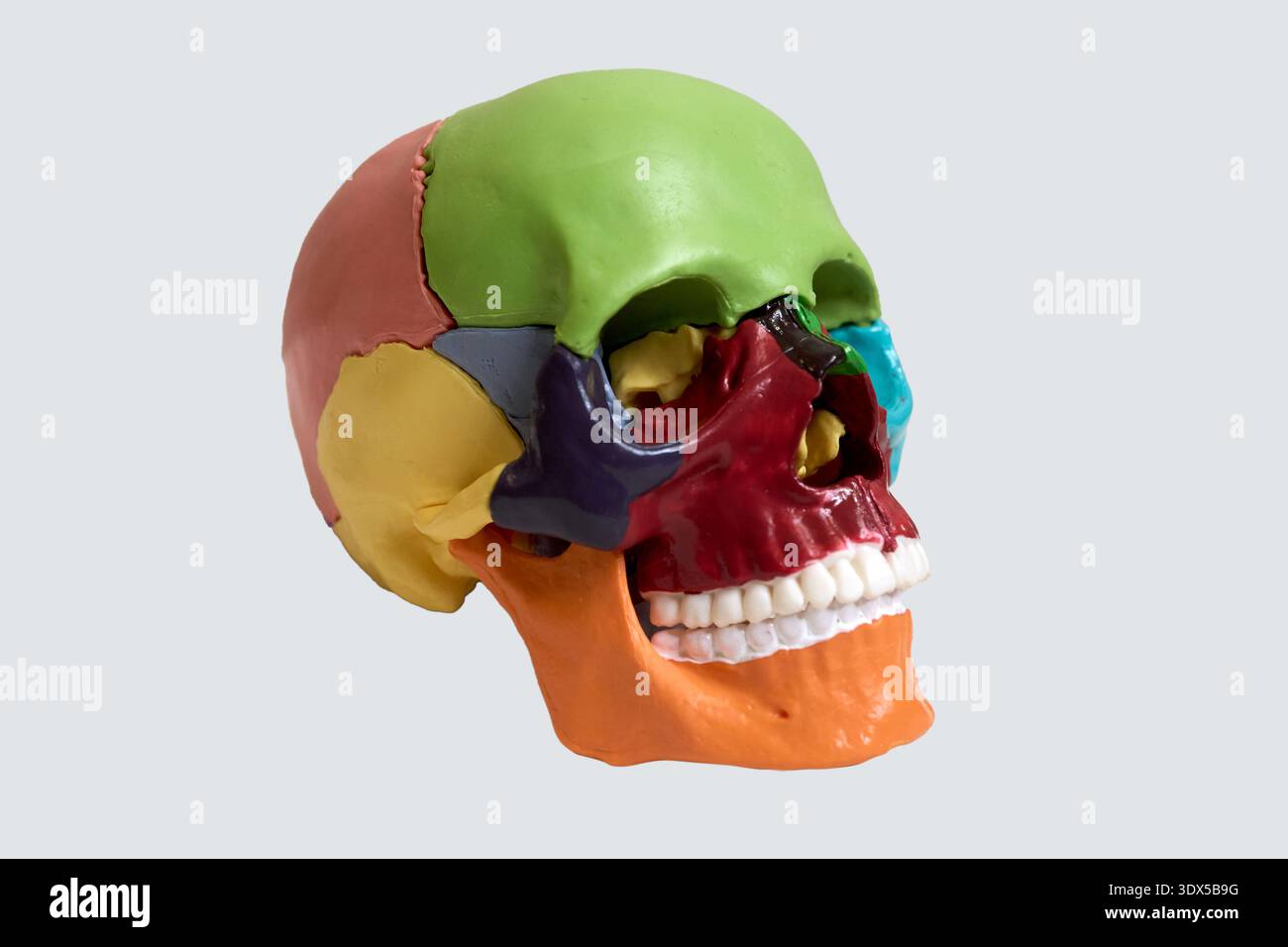Colorful Model of Human Skull Showing Anatomical Details and Segmented Structure of Cranium Stock Photo