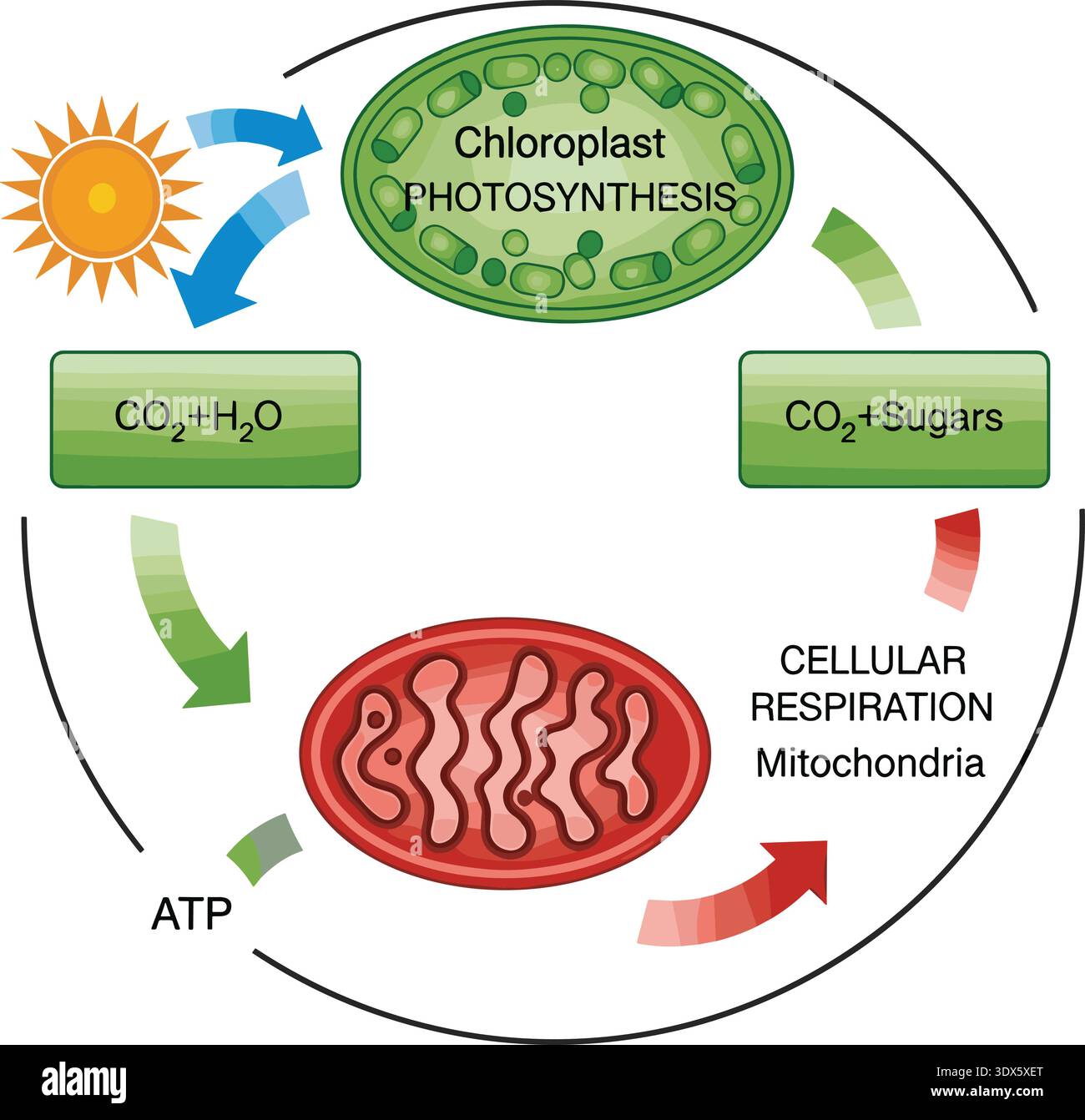 Photosynthesis respiration flow hi-res stock photography and images - Alamy