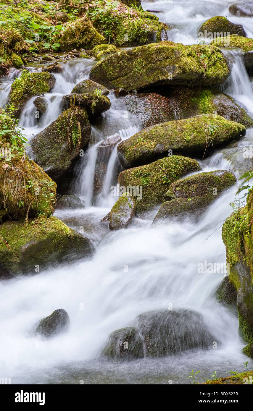 water flowing between mossy rocks. nature background with river through forest. fresh green environment during springtime. pristine carpathian ecosyst Stock Photo