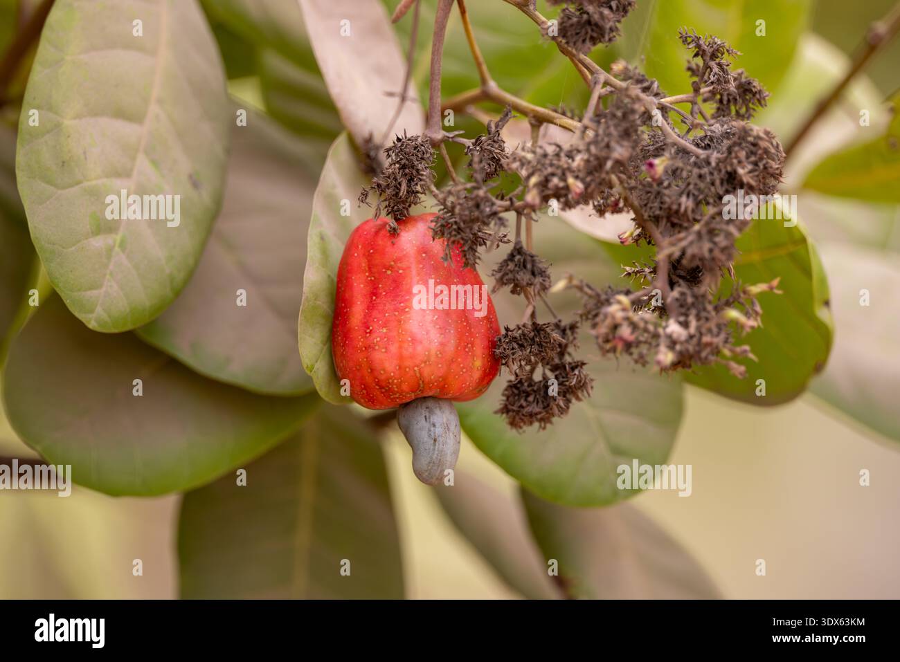Cashew Stock Photo