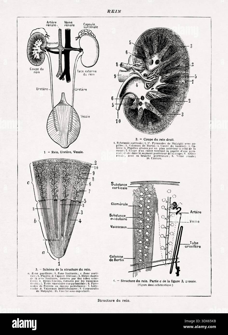 Human kidney medical diagram hi-res stock photography and images - Alamy