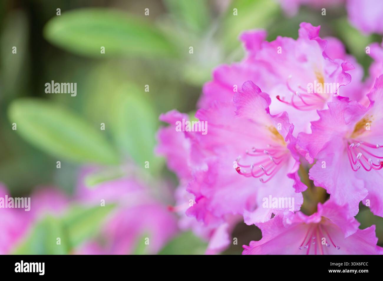 Spring Nature Rhodododendron Cluster of pink rhododendron flowers in bloom with green leaves shallow ...