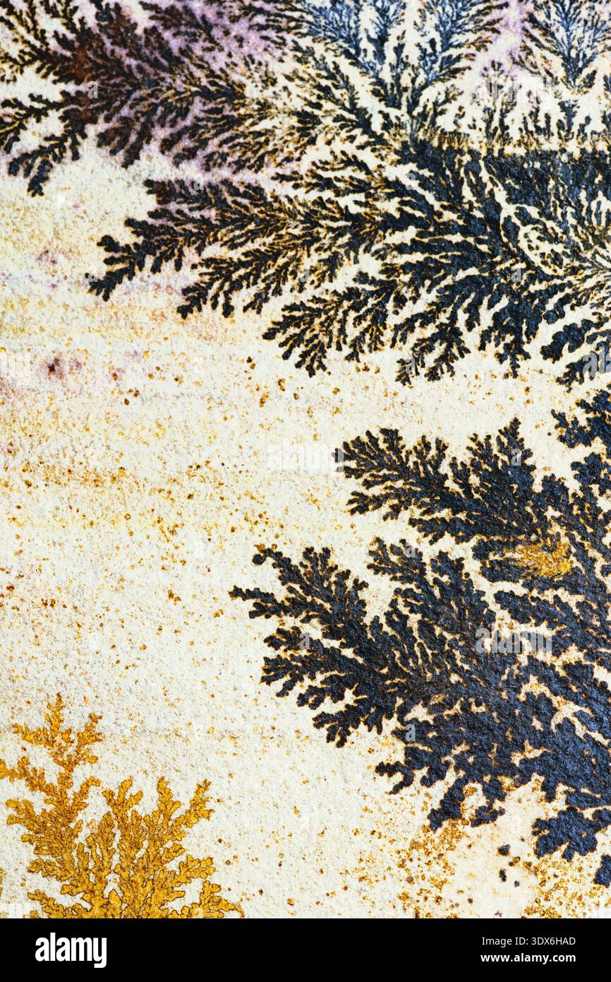 Intricate pattern branching shapes hi-res stock photography and images ...