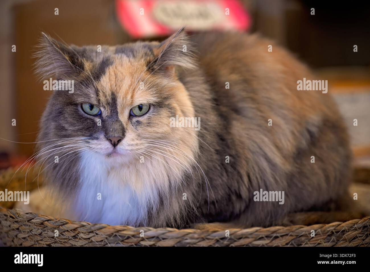 Fluffy tortoiseshell cat looking directly at camera Stock Photo