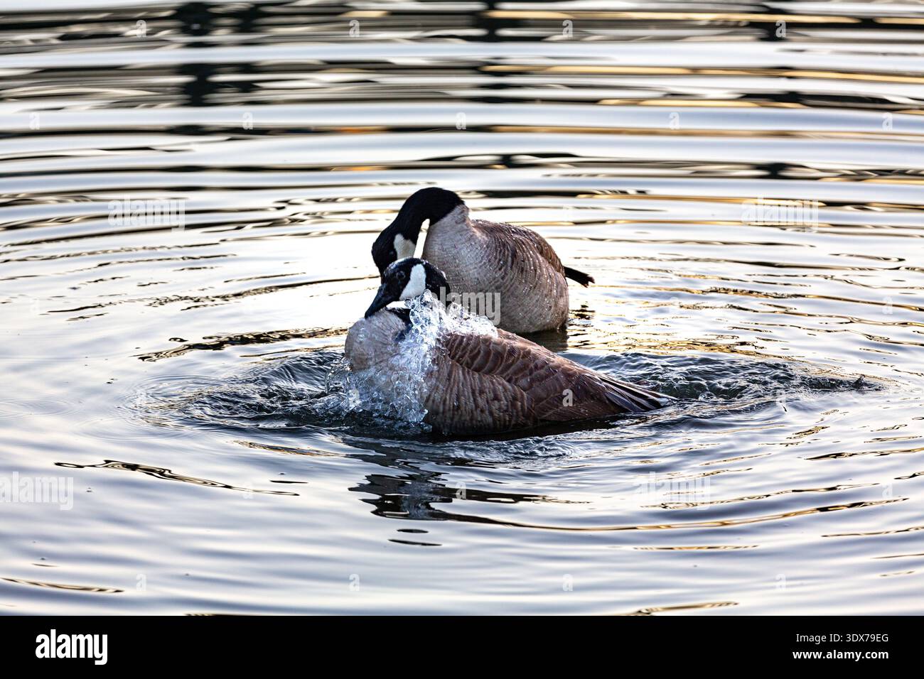 Geese In Water Two Canada geese are swimming in a body of water, one is splashing ...