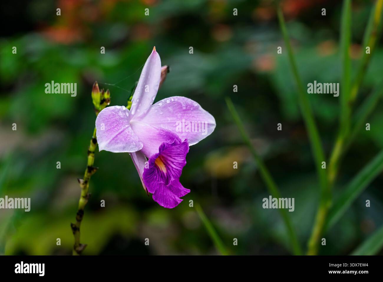 The Bamboo orchid blooming in the Amazon Ecuadorian rainforest of Ecuador, South America. Stock Photo