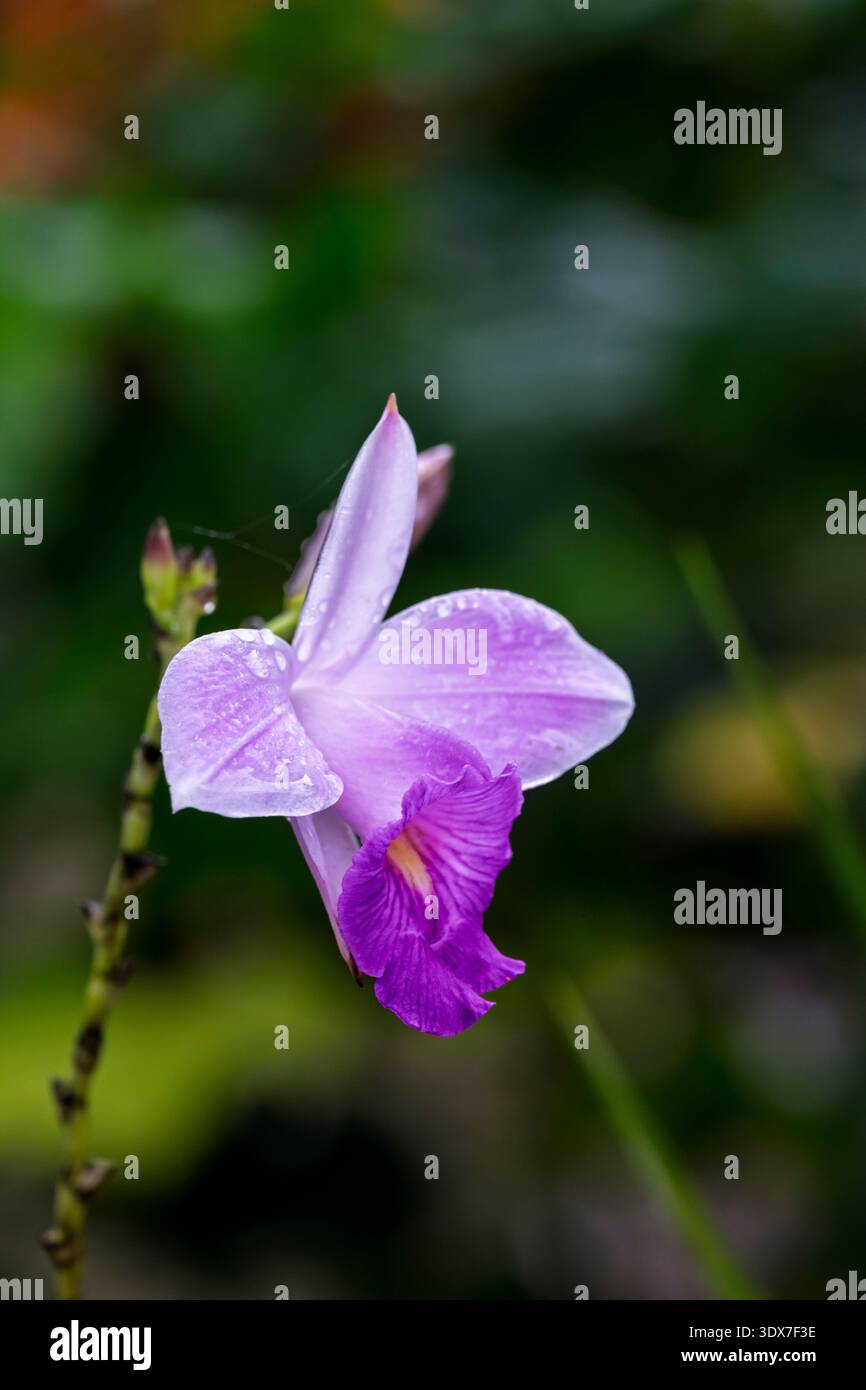 The Bamboo orchid blooming in the Amazon Ecuadorian rainforest of Ecuador, South America. Stock Photo