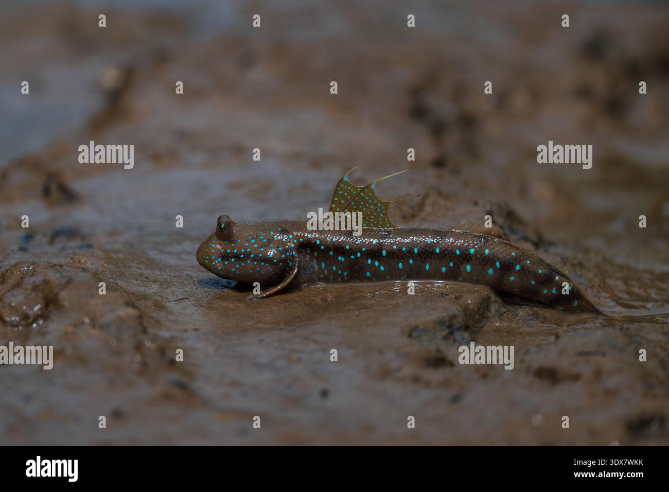 Blue-spotted Mudskipper (Boleophthalmus boddarti) Stock Photo