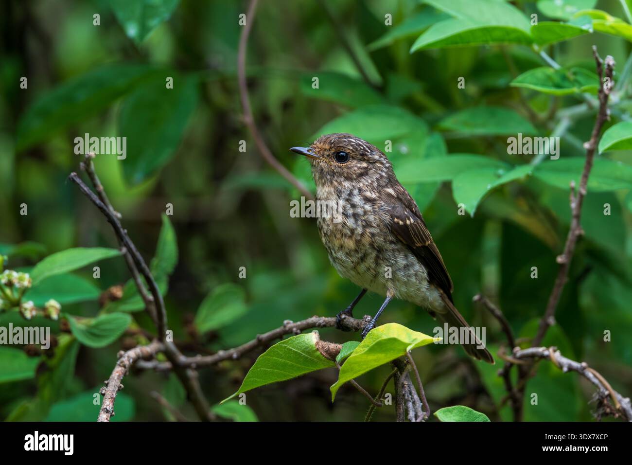 African Stonechat (Saxicola torquatus) juvenile Stock Photo