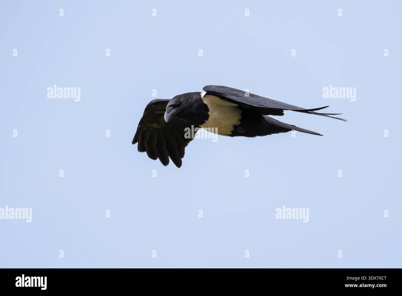 Pied Crow (Corvus albus) Stock Photo