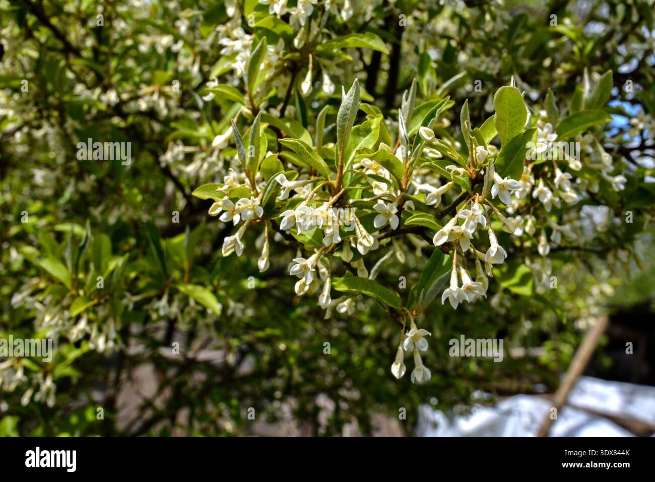 rhododendron bewässerung Rhododendron Dünger flüssig 500ml - 10 L