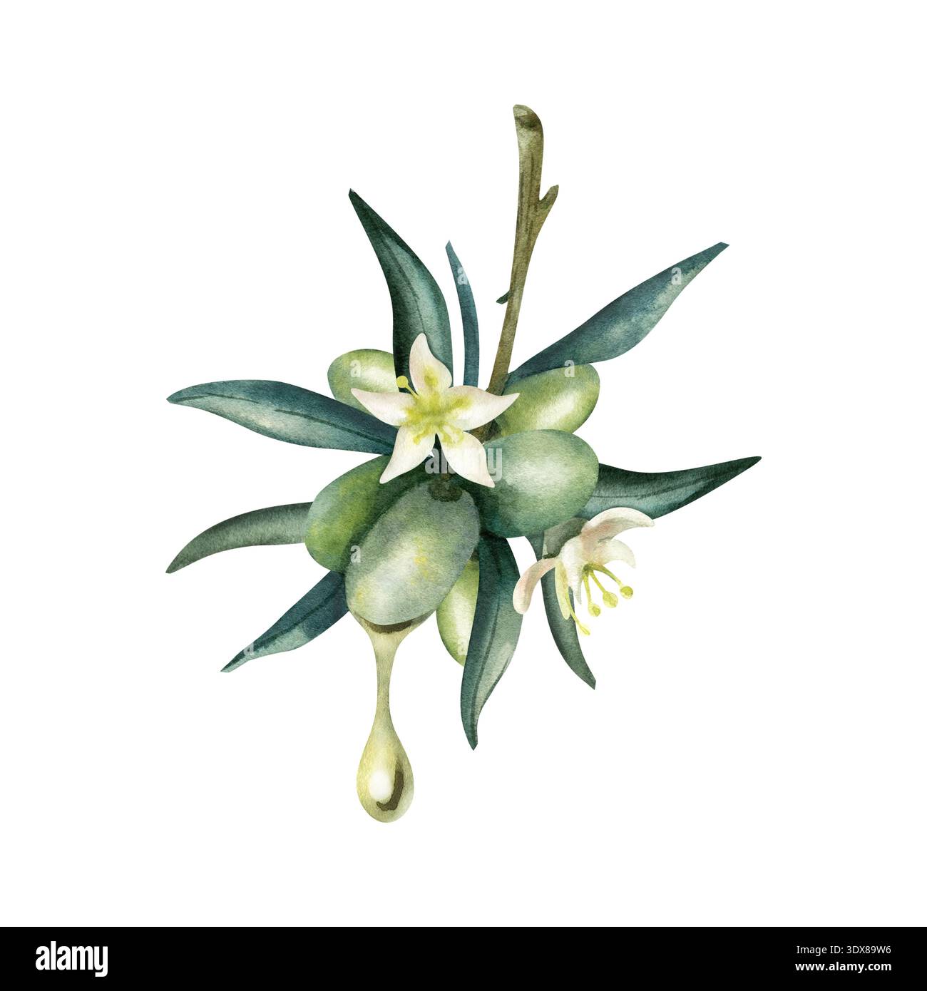 Olive branch with green and black olives and flowers. Hand drawn ...