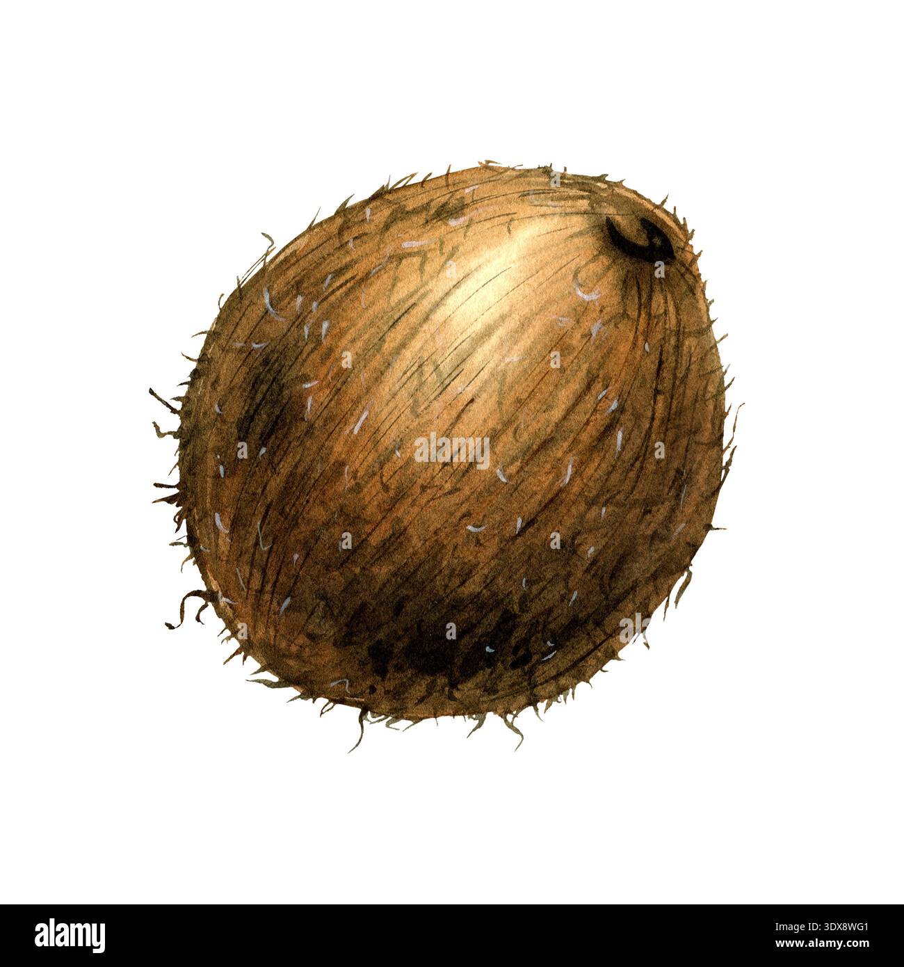 Botanicial Shell Shell illustration botanical hi-res stock photography and images - Alamy