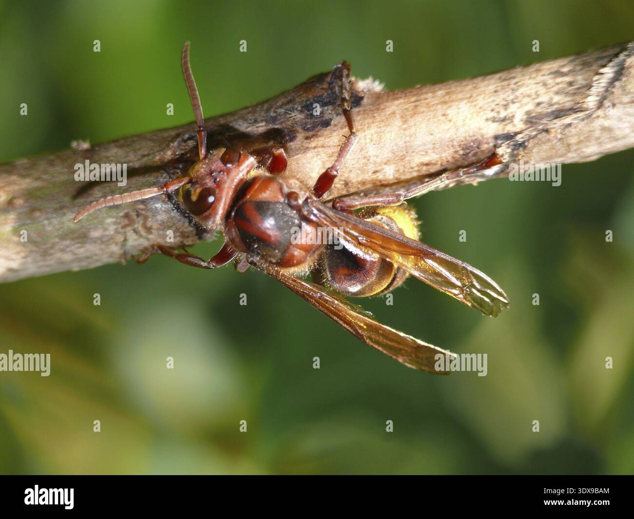 Ringing Insect Hornet, vespa, vespa crabro, insect, animals, zoology, nature, stinger ...