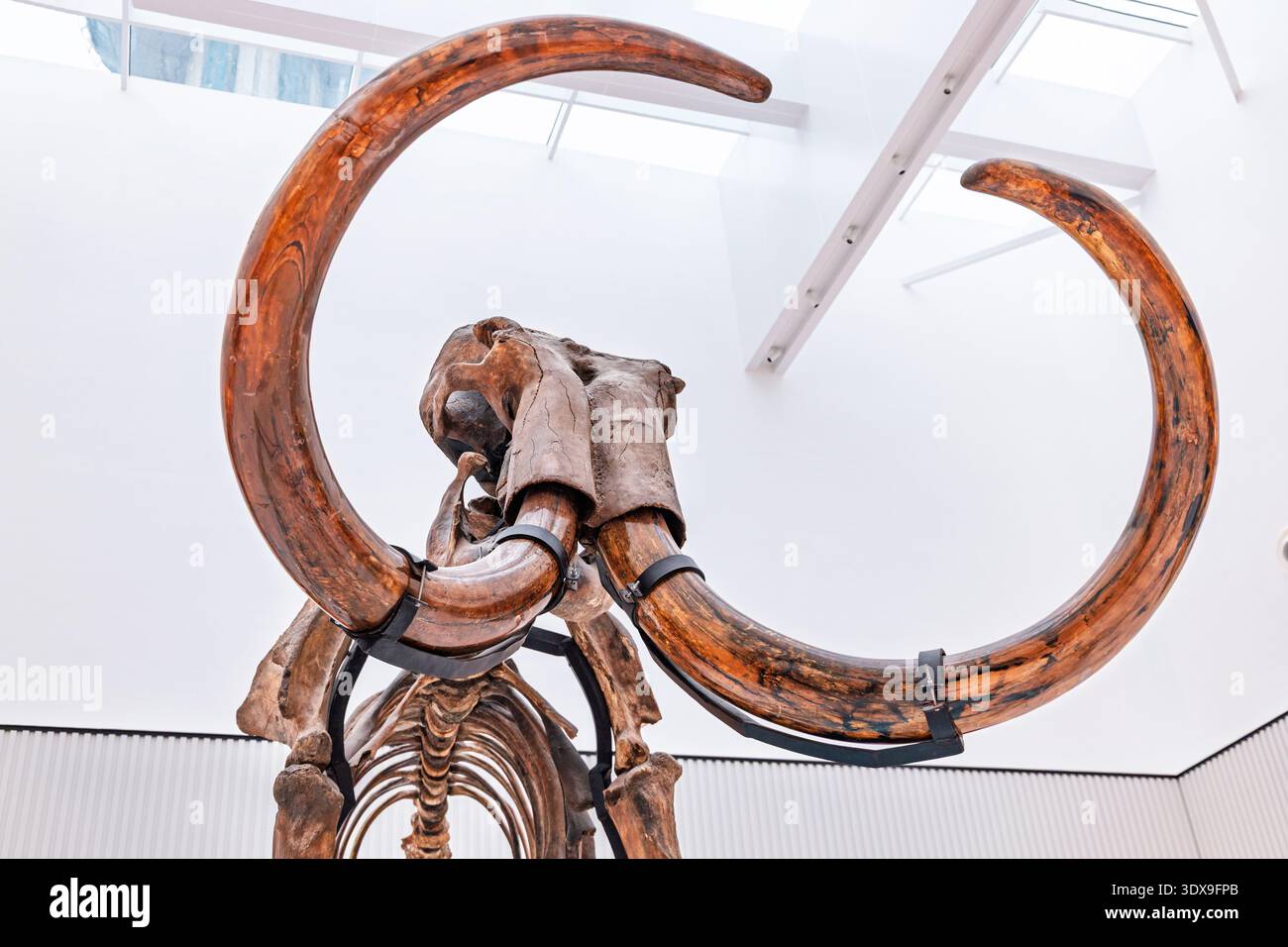 Woolly Mammoth Skeleton Fossil Showing Its Massive Ancient Tusks And woolly-mammoth-skeleton-fossil-showing-its-massive-ancient-tusks-and