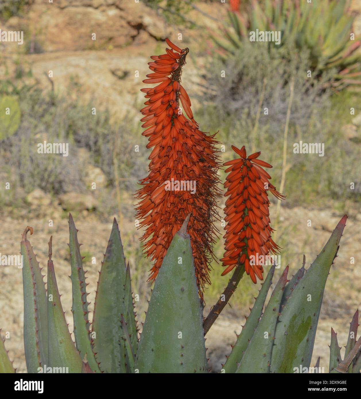 Aloe Brunnthaleri, Juttae, Microstigma is a Floriferous Aloe with cheerful  flowers blooming at Boyce Thompson Arboretum, Superior, Arizona USA Stock  Photo - Alamy
