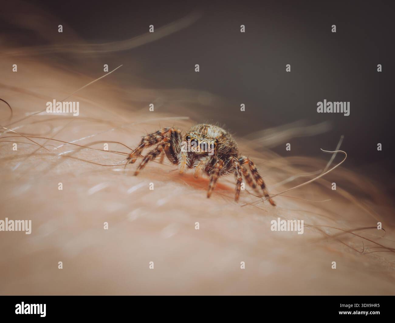 A tiny jumping spider on a persons arm (Pseudeuophrys lanigera) Stock Photo