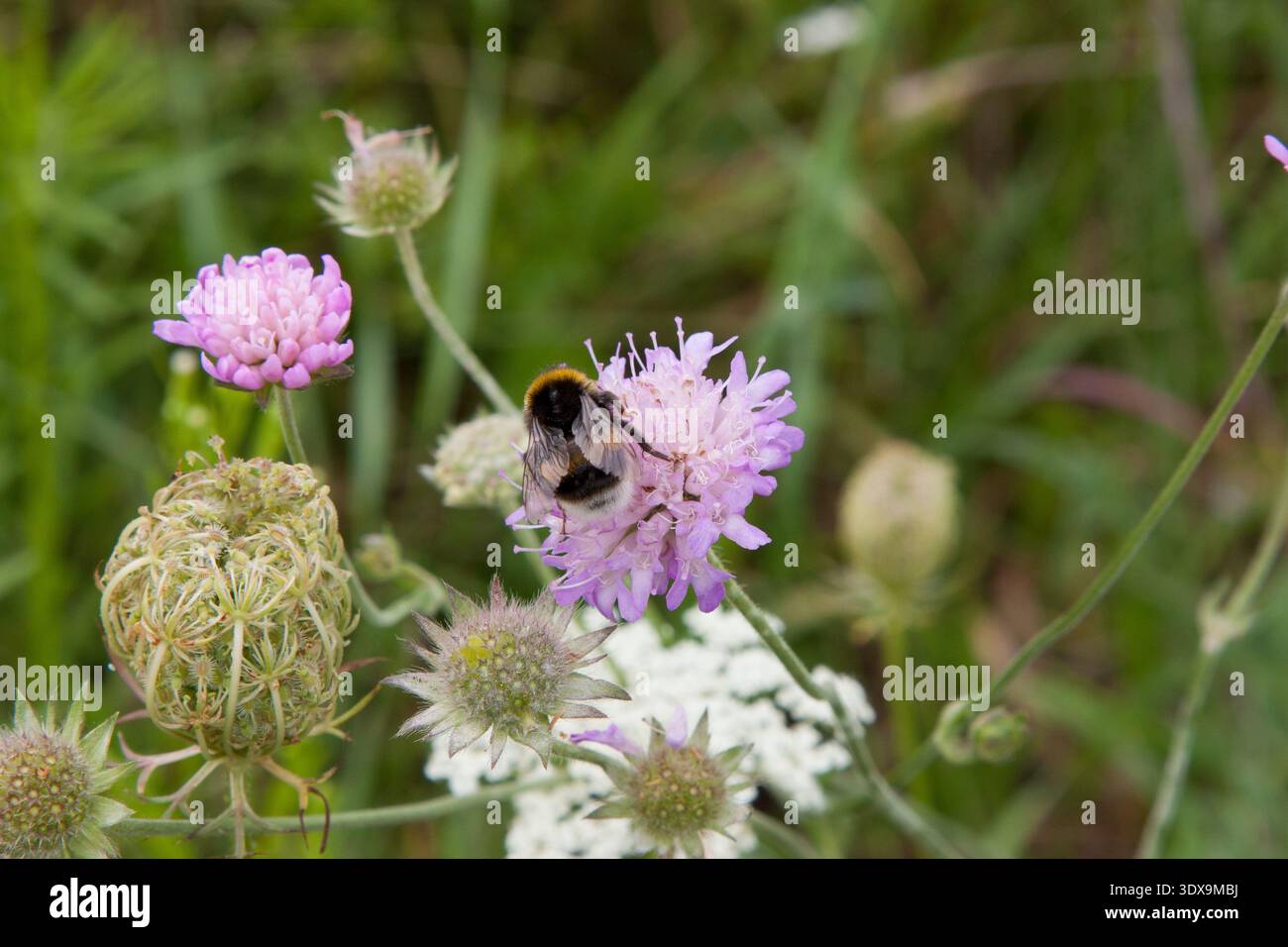 A bumblebee collecting nectar from a Scabiosa flower, surrounded by a soft green grassy background. This image highlights the important role of pollin Stock Photo