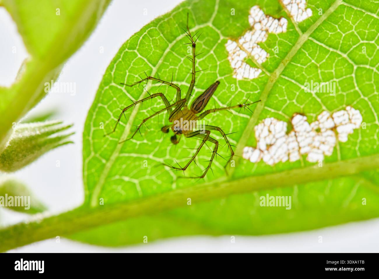 Green Lynx Spider Perched on a Vibrant Leaf Stock Photo