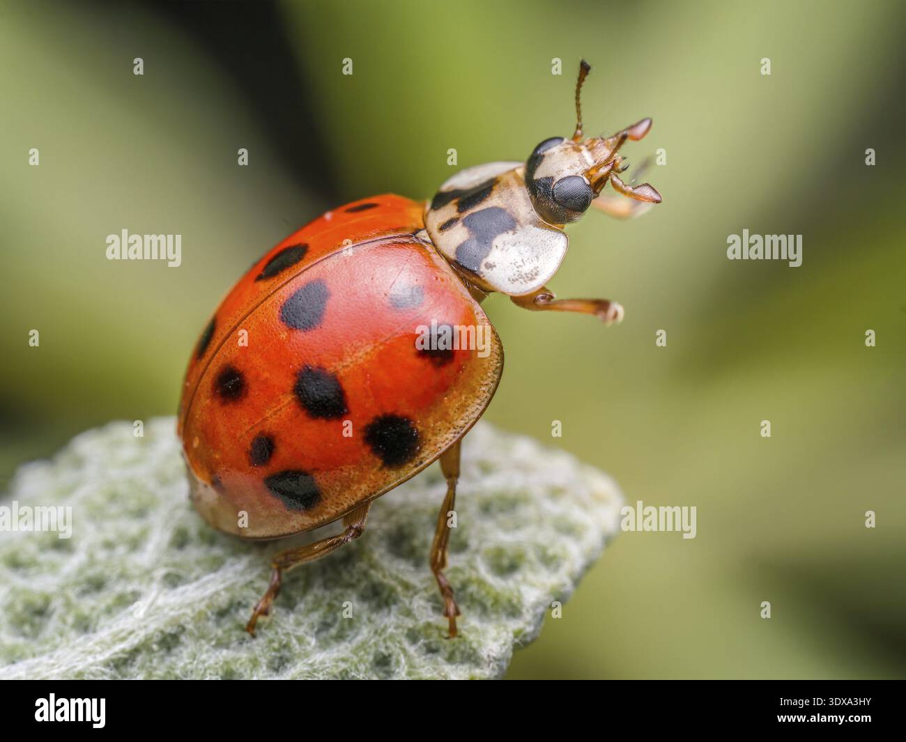 Featuring intricate spots hi-res stock photography and images - Alamy