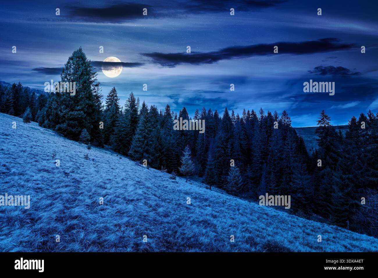 wonderful countryside scenery area during springtime at night. full moon over meadow in weathered grass near row of fir trees on a steep hill. mysteri Stock Photo