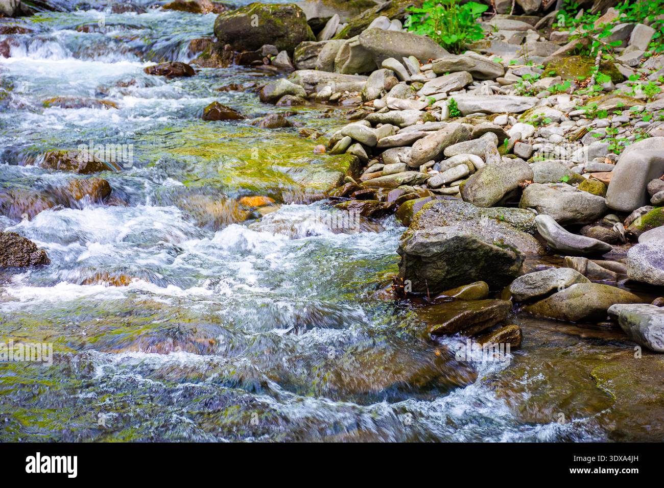 fragment of a mountain river in lush green forest. rapid stream flowing between moss covered rocks. nature vertical background with brook in spring in Stock Photo