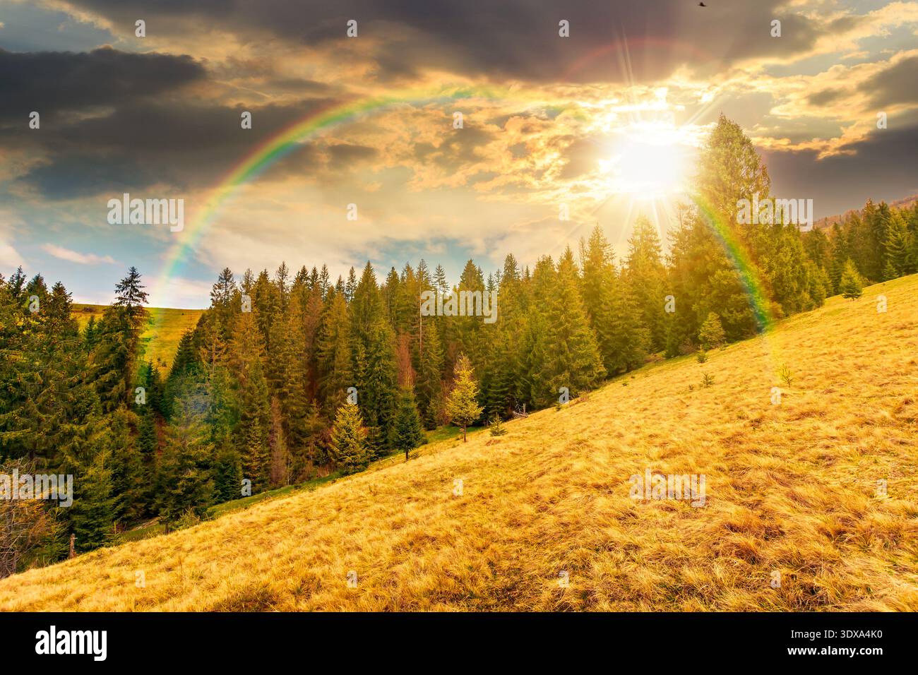 sunset over wonderful countryside scenery area during springtime. meadow in weathered grass near row of fir trees on a steep hill. mountain landscape Stock Photo