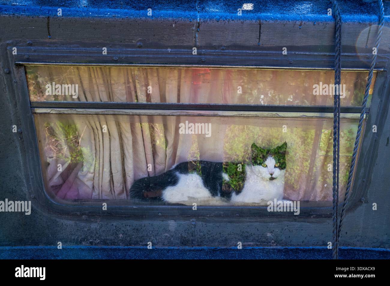 Lazy cat resting on a window sill inside a narrowboat. Stock Photo
