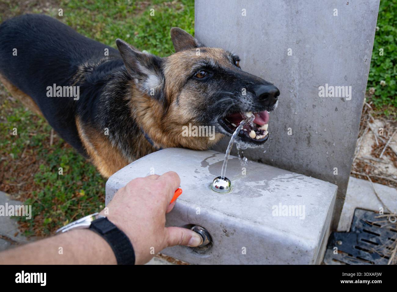 A senior German shepherd drinking water from a public fountain Stock Photo