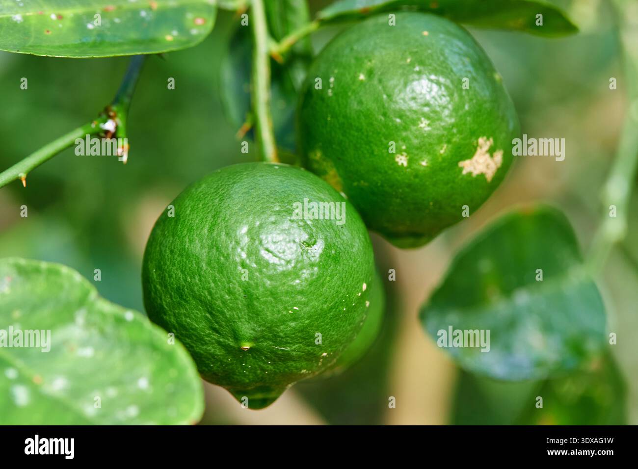 Fresh Green Limes Growing on a Tree Branch Stock Photo