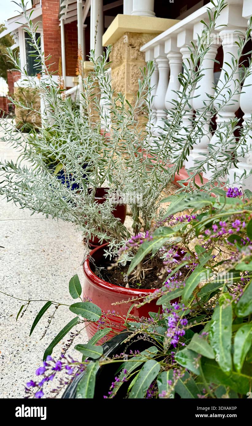 order air plants online Wholesale Air Plant All Natural Starter Bundle – Plantaflor USA, Inc main image 0
