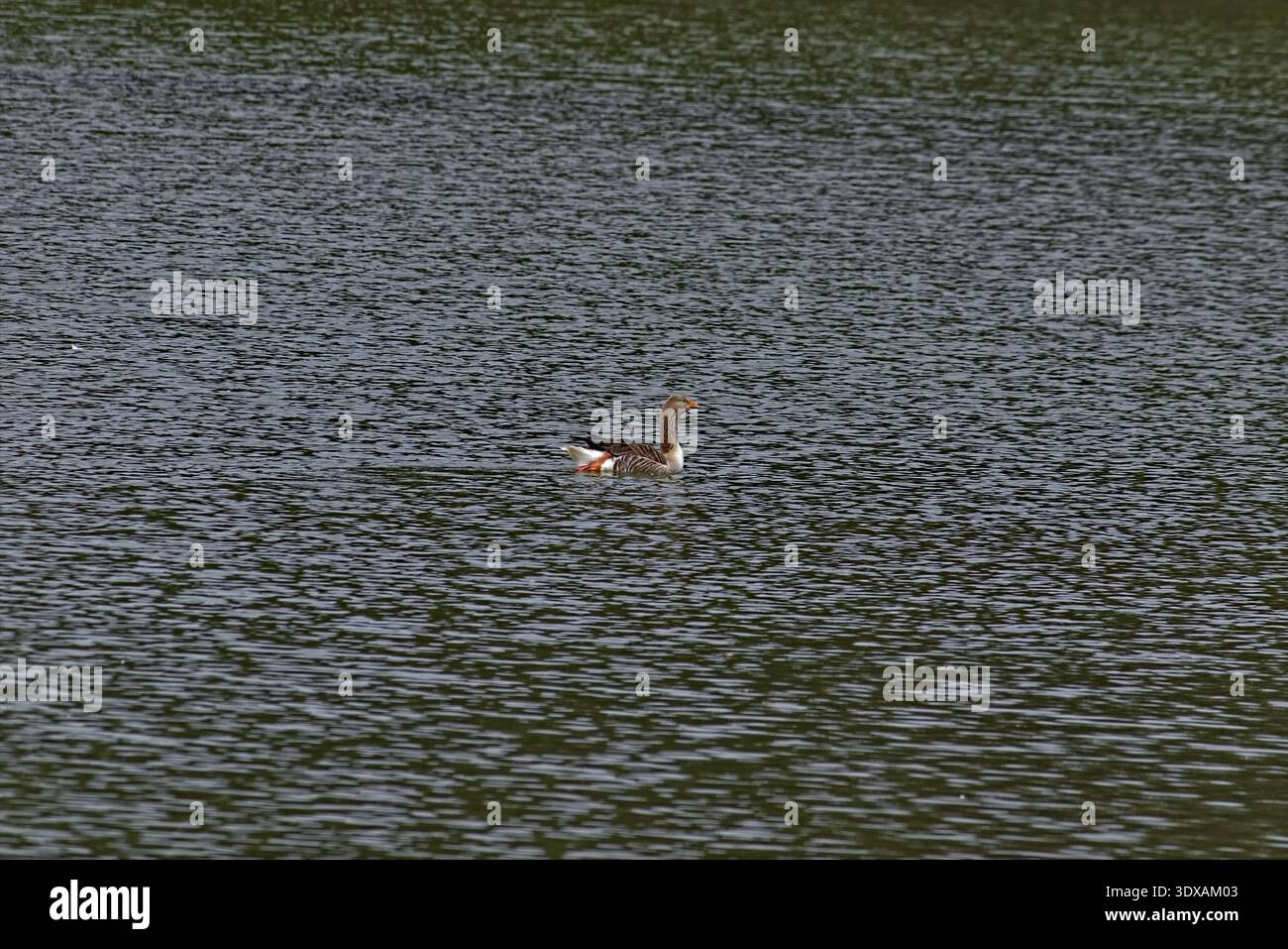 Rippling waters hi-res stock photography and images - Alamy