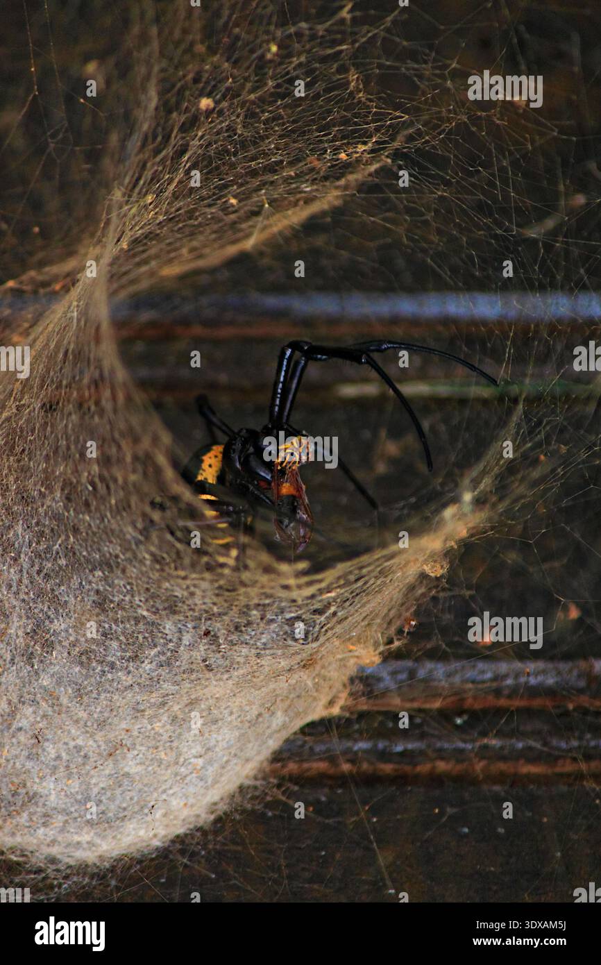 A black spider with yellow spots, known as Maria-Bola, devouring its ...