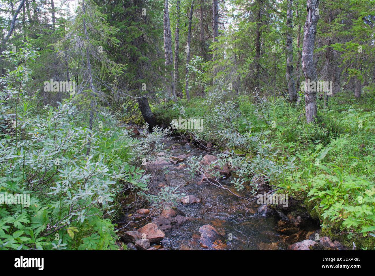 A view of a crystal clear stream along the Chninook Pass in