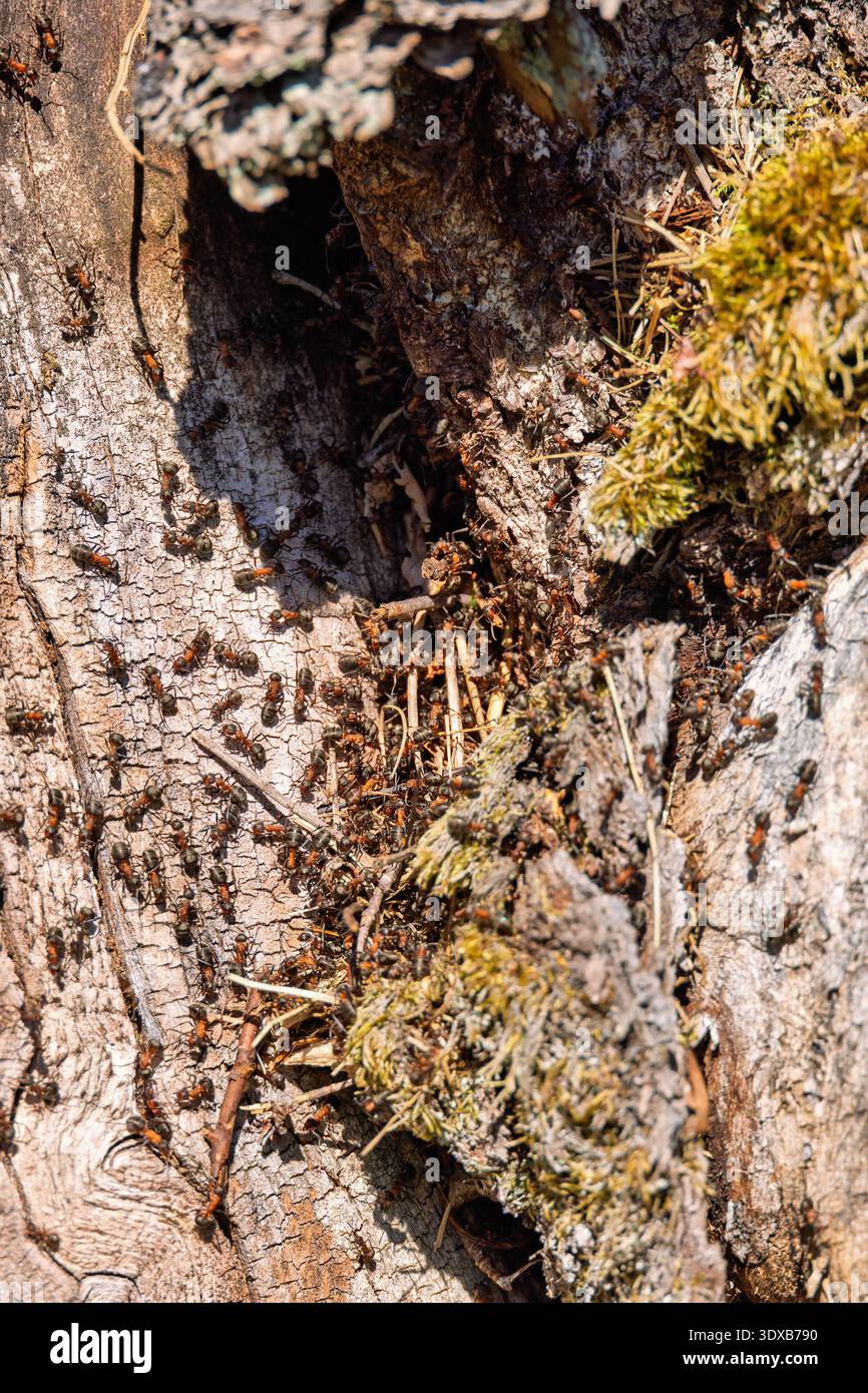 Ant colony on a tree trunk a sunny spring day Stock Photo
