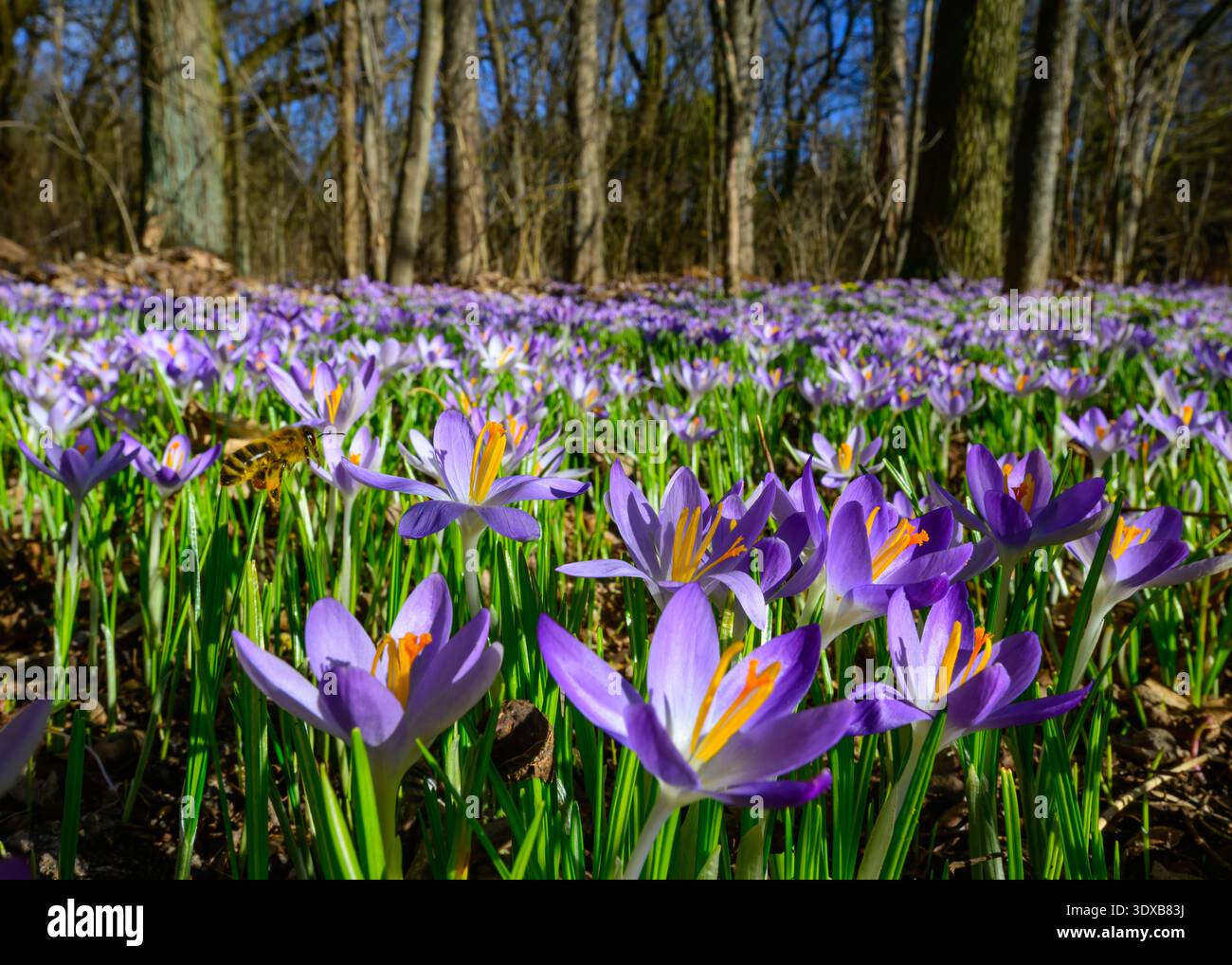 02 March 2026, Brandenburg, Sieversdorf: A bee is flying towards ...
