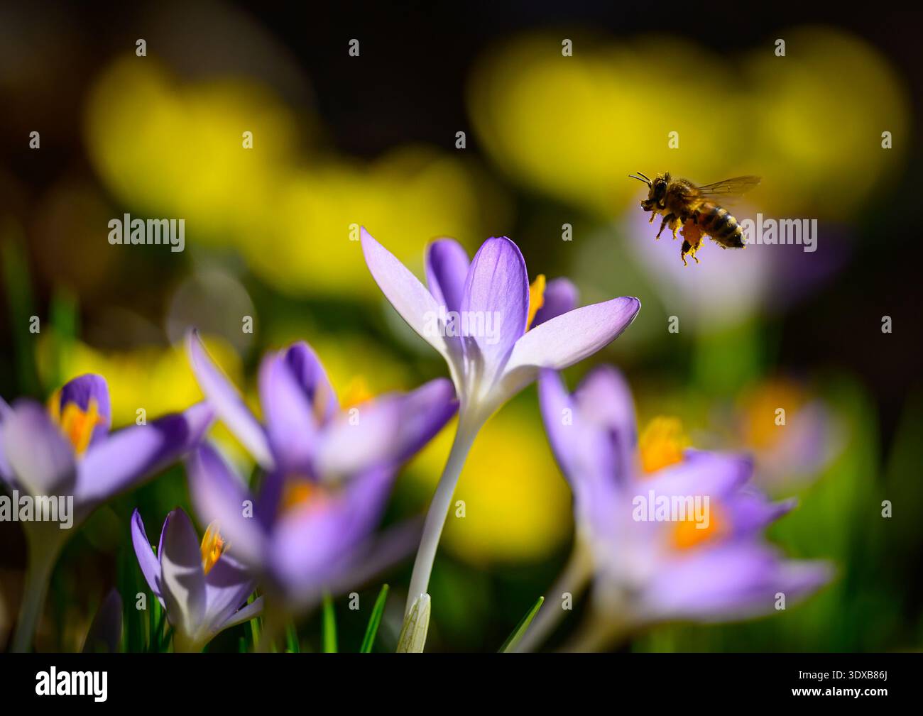 02 March 2026, Brandenburg, Sieversdorf: A bee is flying towards ...