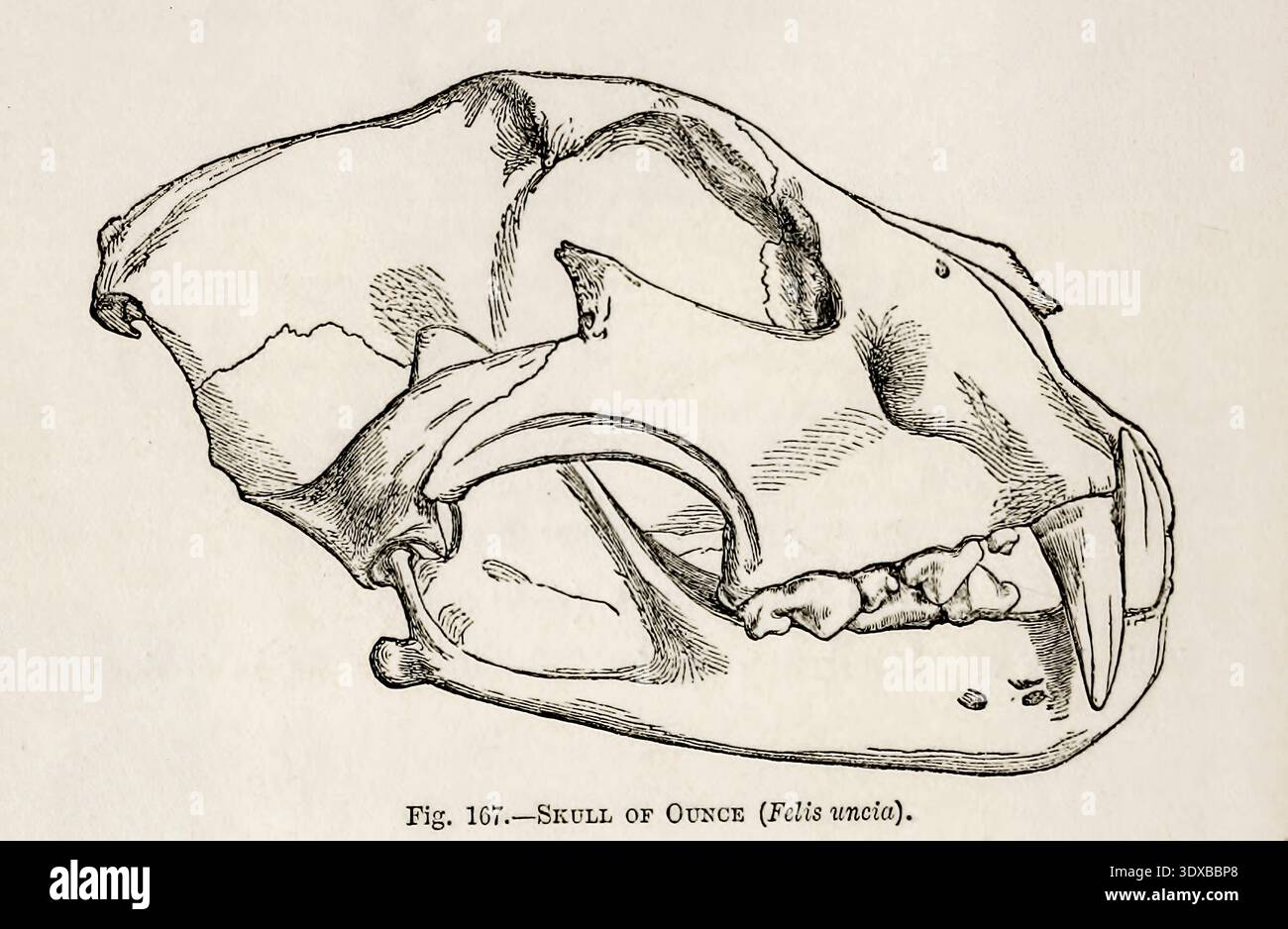 Snow Leopard Skull Profile Drawing Vintage Scientific Illustration Of Snow Leopard Skull Profile Drawing Vintage Scientific Illustration Of