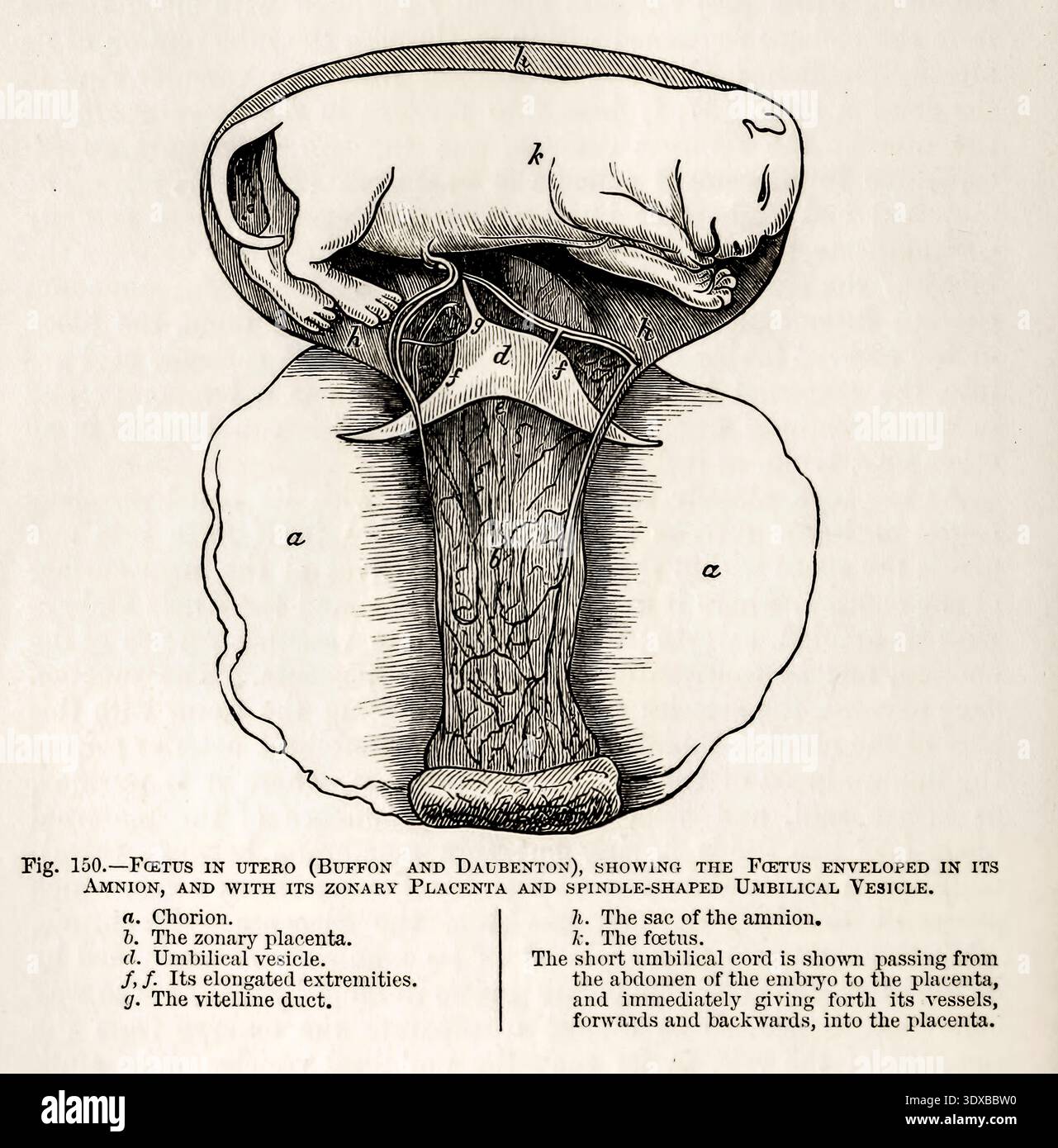 Curated visual reference: Fresh Look at Fetal Development Illustration Depicting A Cat Fetus Inside The Uterus