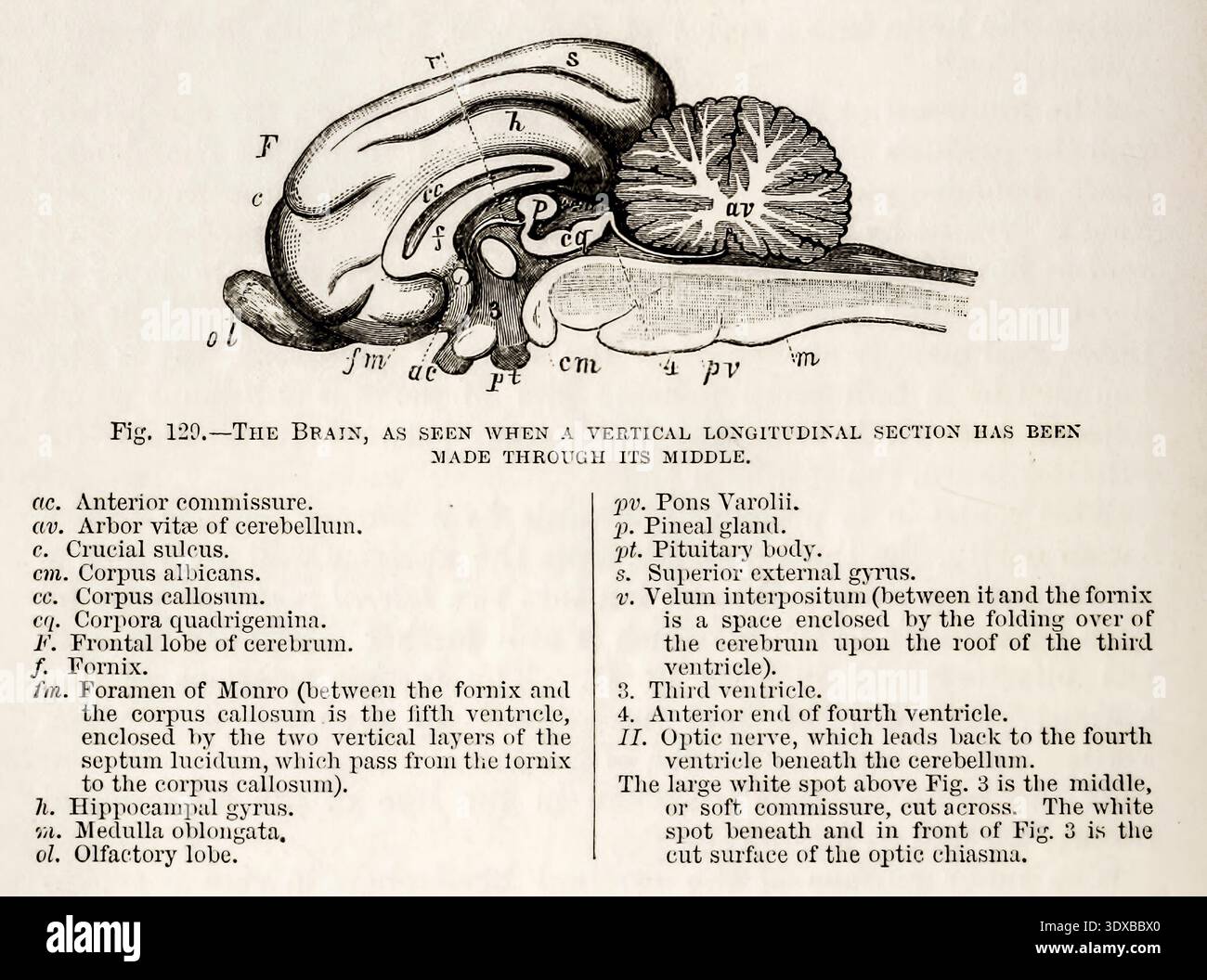 Brain diagram longitudinal hi-res stock photography and images - Alamy